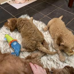 Goldendoodle Puppies from Coal Country Doodles