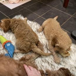 Goldendoodle Puppies from Coal Country Doodles