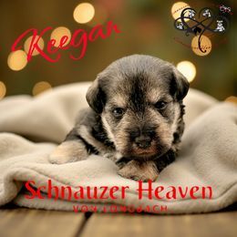 Keegan AKC - Salt and pepper male Miniature Schnauzer puppy in Pelzer, South Carolina from Schnauzer Heaven Von Longbach