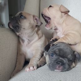 French Bulldogs from Brickhouse Frenchies MT