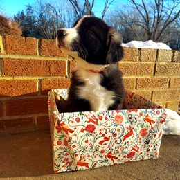 Dasher- Red Collar - Black Border Collie puppy in Locust Grove, Virginia from Valkyrie Ranch Border Collies