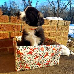 Dasher- Red Collar - Black Border Collie puppy in Locust Grove, Virginia from Valkyrie Ranch Border Collies