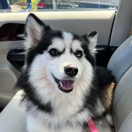 Romeo - Pomsky