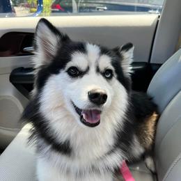 Romeo - Pomsky
