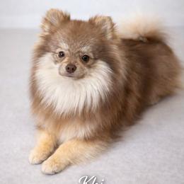 Khi - Pomeranian