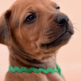 Rhodesian Ridgebacks from Symetri Ridgebacks