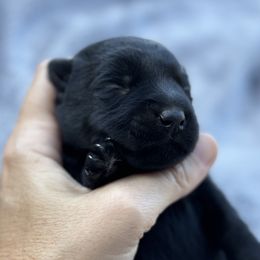 Scottish Terrier and Toy Australian Shepherd Puppies from Pecan Creek