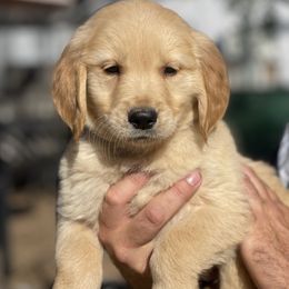 Tan Collar Male - Golden male Golden Retriever puppy in Yucaipa, California from Blessed Goldens