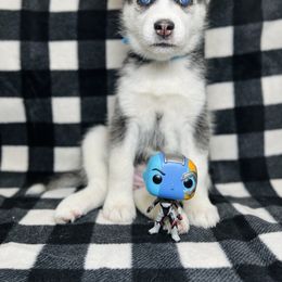 Maltese and Siberian Husky Puppies from Nyx’s Pack