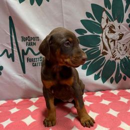 Red Girl - Red and rust female Doberman Pinscher puppy in Centralia, Missouri from TopSpots Farm