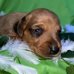 Dexter - Red Dachshund puppy in Washington, Indiana from The Pupsqueakery