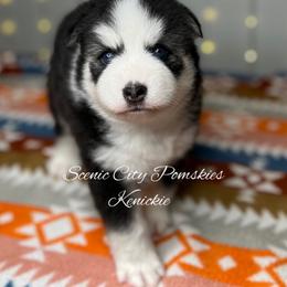 Kenickie - Black and white male Pomsky puppy in Rossville, Georgia from Scenic City Pomskies