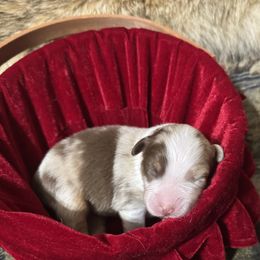 Rusty - Red merle male Australian Shepherd puppy in Fort Morgan, Colorado from 4B Ranch & Livestock, LLC