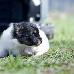 Bud - Black and tan parti male Pomeranian puppy in Saint Ignatius, Montana from Pomeranians Montana