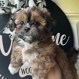 Red Female - Red and white female Shihpoo puppy in Asheboro, North Carolina from Southern Bred Pups