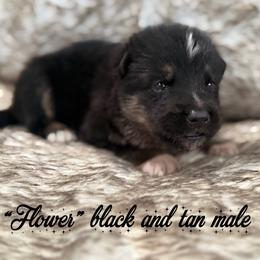 No collar - Black and tan male German Shepherd puppy in Canterbury, Connecticut from Nachtwaechter German Shepherds, LLC