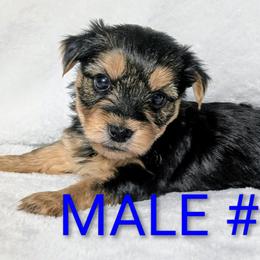 Boy 1 - Black and tan male Yorkshire Terrier puppy in Bay County, Florida from Love My Yorkie Babies
