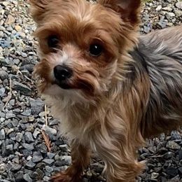 Yorkshire Terriers from Cozy Coeur Yorkies