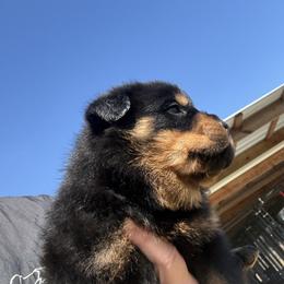 Male 954 - Black and mahogany male Rottweiler puppy in Ocala, Florida from Southeast Companion & Protection Dogs