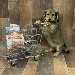 Dachshund Puppies from Brittany Barks