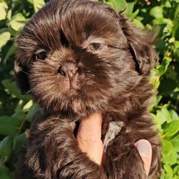 Hersey - Chocolate male Shih Tzu puppy in El Paso, Texas from Paws Of Beauty