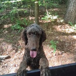 Poodles from Bettna poodle and doodles