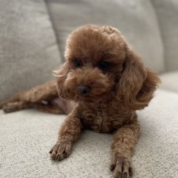 Bella - Poodle