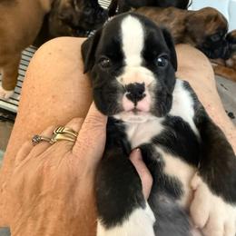 Black - Brindle male Boxer puppy in Sultan, Washington from Aphrodite Boxers Von Kesler Haus
