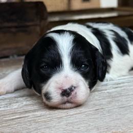 Louis - Black and white male Cavapoo puppy in Draper, Utah from Peaks Pups — Exceptional by Nature. Raised with Purpose.