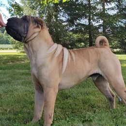 Ricky Bobby - Chinese Shar-Pei