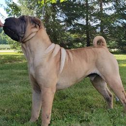 Ricky Bobby - Chinese Shar-Pei