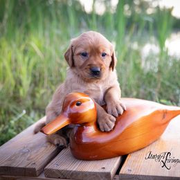 Girl 6 - Dark golden Golden Retriever puppy in Anderson, California from Redtail Golden Retrievers