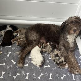 Bernedoodle puppies from Perfect Bernedoodles