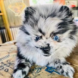 Pomeranian Puppies from Jazzy Poms