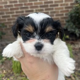 Mal-Shi, Maltese, and Maltipoo Puppies from Joy-fur puppies