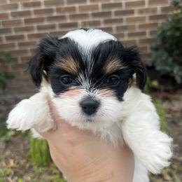 Mal-Shi, Maltese, and Maltipoo Puppies from Joy-fur puppies