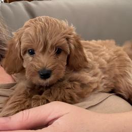 Oakley - Apricot male Cavapoo puppy in Sun City, Arizona from AZ Cavapoos