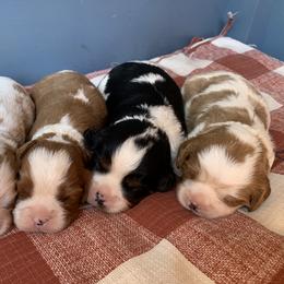 Cavalier King Charles Spaniel, Cavapoo, and Poodle Puppies from Peachy Paws