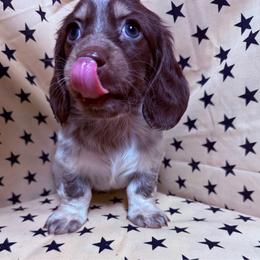 April - Chocolate and cream female Dachshund puppy in Somerset, Pennsylvania from Rae’s Dapper Dachshunds