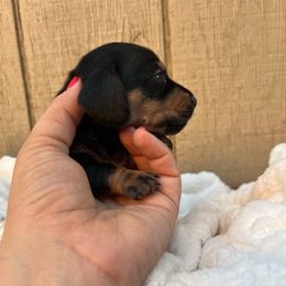 Black and tan shorthair female - Black and tan female Dachshund puppy in Manteca, California from Sweet and Low Dachshunds