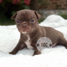 Quill - Chocolate and white male Chihuahua puppy in Forsyth, Georgia from Brooks Grove Canines LLC