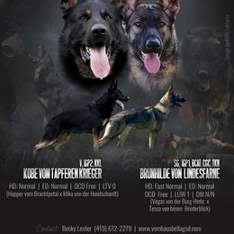 German Shepherd Puppies from Vom Haus Bella GSD’s