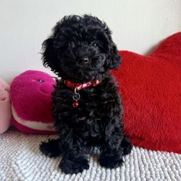 Girl 2 - Black Poodle puppy in New York, New York from Jessica’s Poodles
