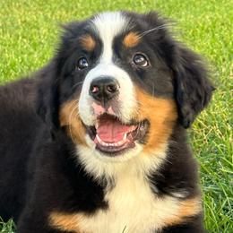 Bernese Mountain Dogs and Leonbergers from Echo River