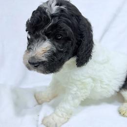 Purple Collar Girl - Parti female Poodle puppy in Shattuck, Oklahoma from Rock Creek Royal Poodles
