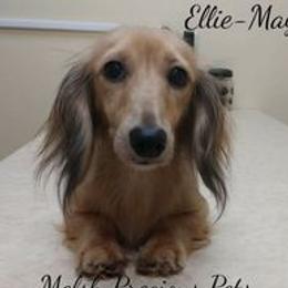 Ellie-May - Dachshund