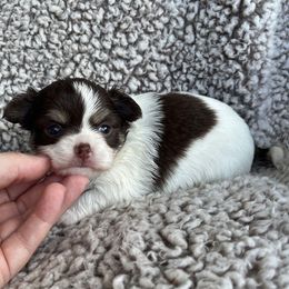 Pomni - Chocolate and white female Chihuahua puppy in Augusta, Georgia from Sophia Jade's Chi Brigade