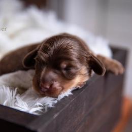 Dale - Chocolate and tan male Dachshund puppy in Iola, Texas from Whiskey River Dachshunds