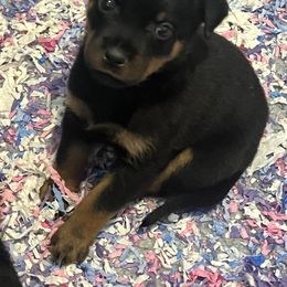 Rottweiler Puppies from Rott Nation Dog Breeding
