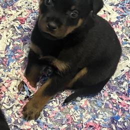 Rottweiler Puppies from Rott Nation Dog Breeding